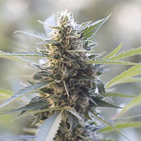 Northern Lights x Skunk - Feminized - G13 Labs Seeds