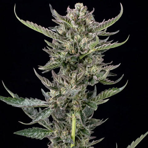 Notorious THC - Feminzed - Humboldt Seed Company Seeds