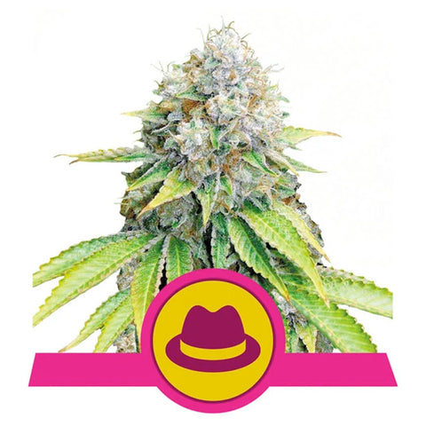 O.G. Kush - Feminzed - Royal Queen Seeds