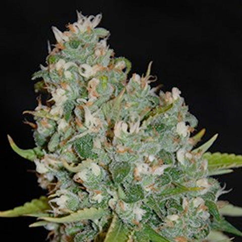 OG13 - Feminized - G13 Labs Seeds