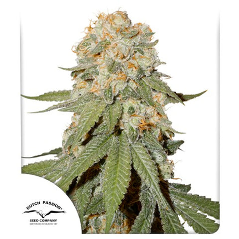 Orange Bud - Feminzed - Dutch Passion Seeds
