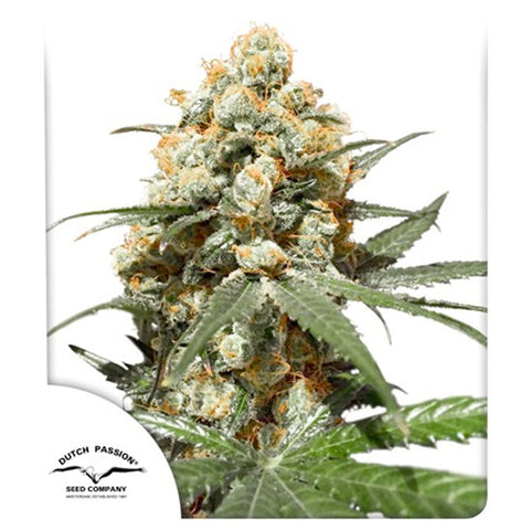 Orange Hill Special - Feminzed - Dutch Passion Seeds
