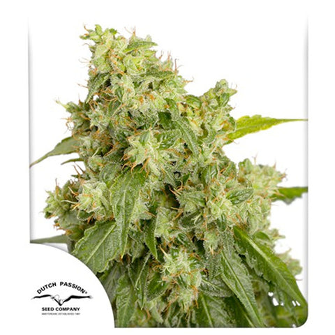 Outlaw Amnesia - Feminzed - Dutch Passion Seeds
