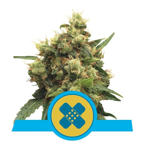 Painkiller XL CBD - Feminzed - Royal Queen Seeds
