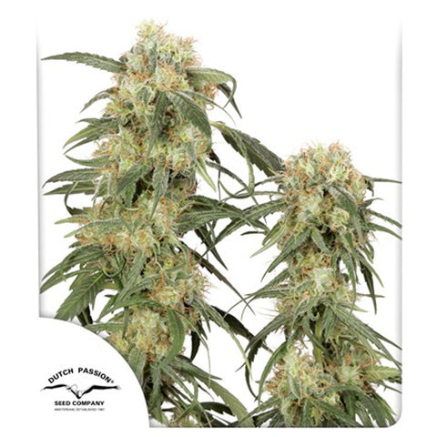 Pamir Gold - Feminzed - Dutch Passion Seeds