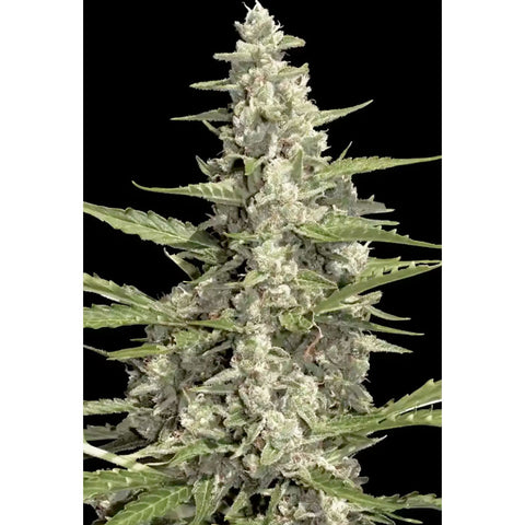 Pandora Automatic - Feminzed & Autoflowering - Paradise Seeds