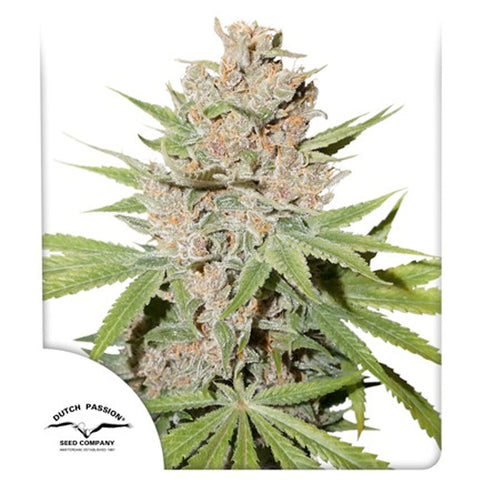 Passion Fruit - Feminzed - Dutch Passion Seeds