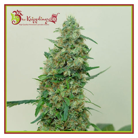 Patel's Cornershop Surprise - Feminzed - Dr Krippling Seeds