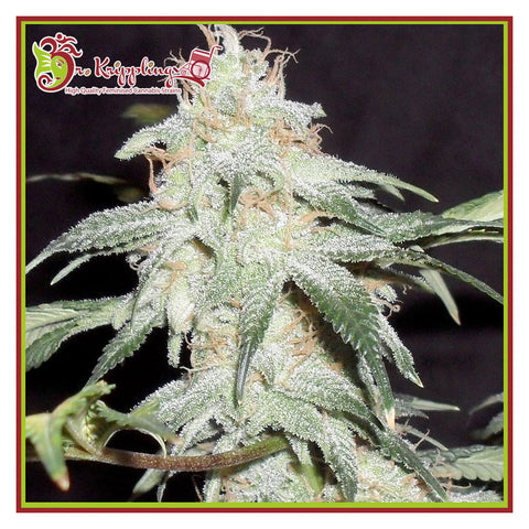 Pickled Diesel - Feminzed & Autoflowering - Dr Krippling Seeds