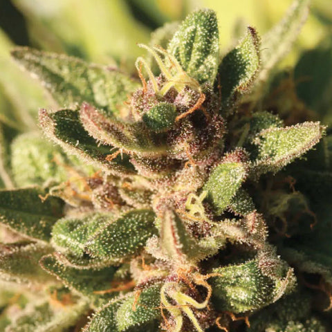 Pineapple Muffin - Feminzed - Humboldt Seed Company Seeds