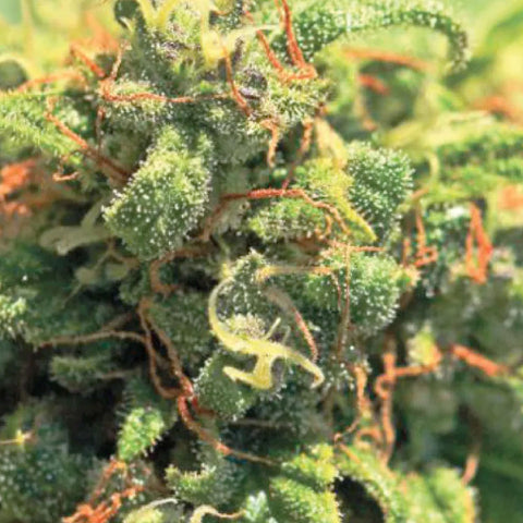 Pineapple Upside Down Cake - Feminzed - Humboldt Seed Company Seeds