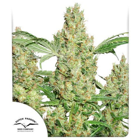 Power Plant - Feminzed - Dutch Passion Seeds