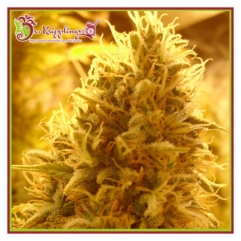 Puff Puff Pass Out - Feminzed - Dr Krippling Seeds