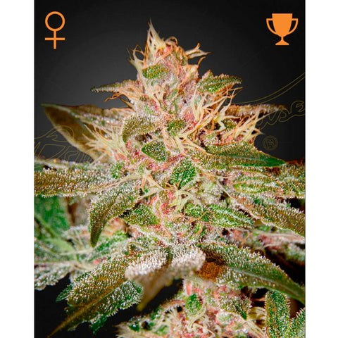 Pure Kush - Feminzed - Green House Seeds