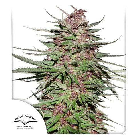 Purple #1 - Feminzed - Dutch Passion Seeds