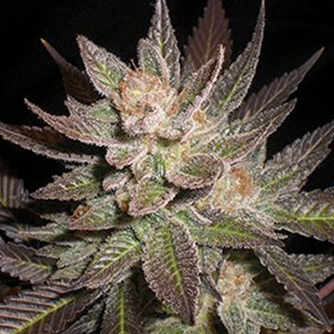 Purple Haze - Feminized - G13 Labs Seeds