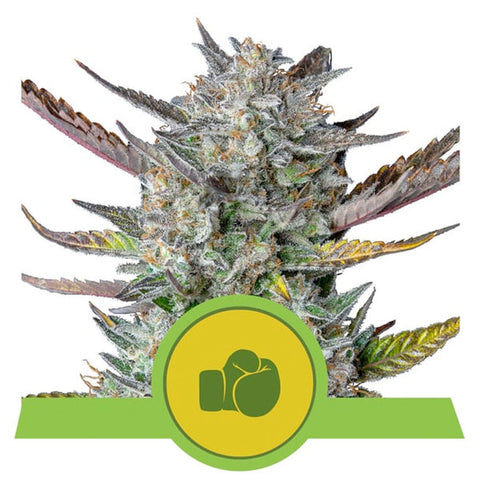 Purple Punch Auto - Feminzed & Autoflowering - Royal Queen Seeds