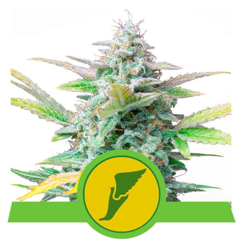 Quick One Auto - Feminzed & Autoflowering - Royal Queen Seeds