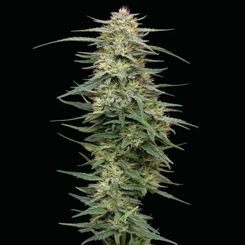 Raspberry Parfait - Feminzed - Humboldt Seed Company Seeds
