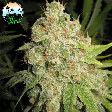 Raspberry Zkittlez - Feminised - Cali Weed Seeds