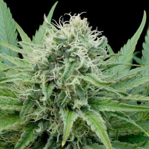 Raw Diesel - Feminized - G13 Labs Seeds