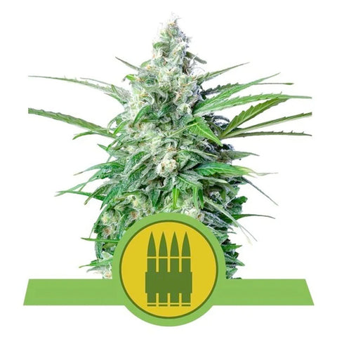 Royal AK Automatic - Feminzed & Autoflowering - Royal Queen Seeds