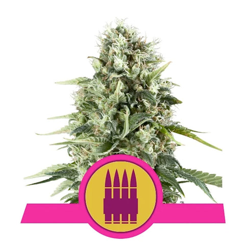 Royal AK - Feminzed - Royal Queen Seeds