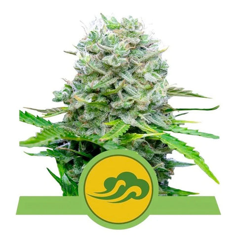 Royal Bluematic - Feminzed & Autoflowering - Royal Queen Seeds