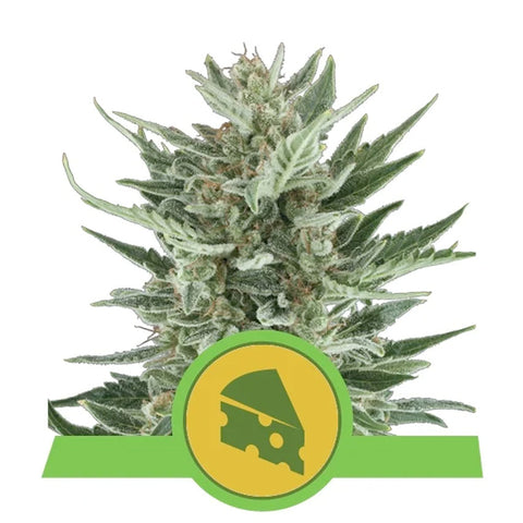 Royal Cheese Automatic - Feminzed & Autoflowering - Royal Queen Seeds
