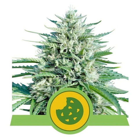 Royal Cookies Auto - Feminzed & Autoflowering - Royal Queen Seeds