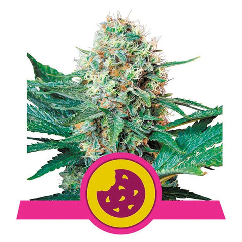 Royal Cookies - Feminzed - Royal Queen Seeds