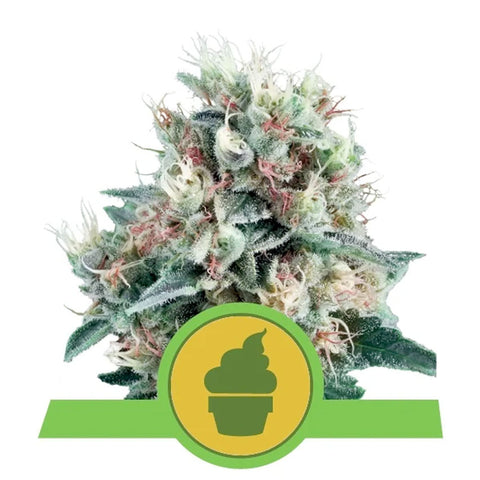 Royal Creamatic - Feminzed & Autoflowering - Royal Queen Seeds