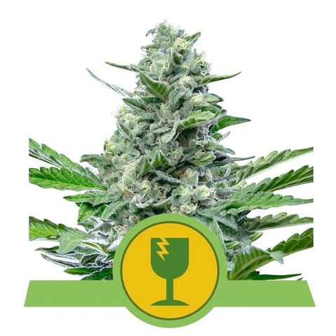 Royal Critical Automatic - Feminzed & Autoflowering - Royal Queen Seeds