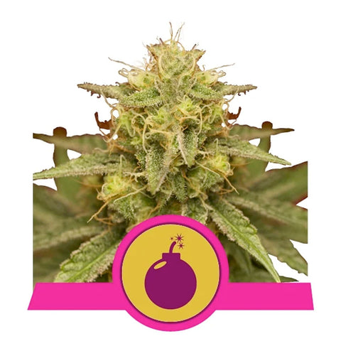 Royal Domina - Feminzed - Royal Queen Seeds