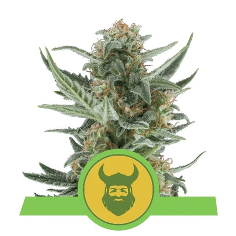 Royal Dwarf Auto - Feminzed & Autoflowering - Royal Queen Seeds