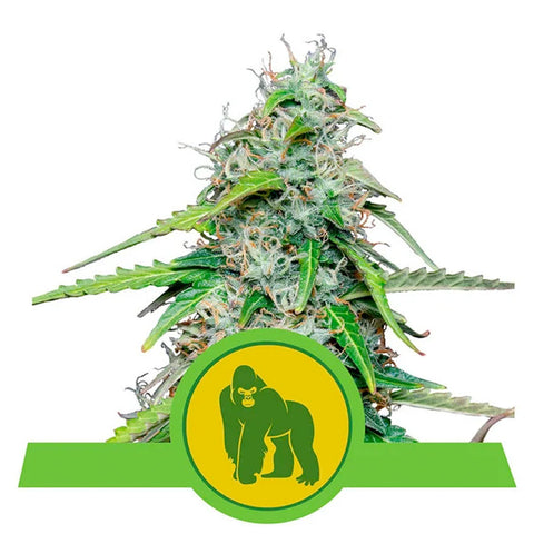 Royal Gorilla Auto - Feminzed & Autoflowering - Royal Queen Seeds