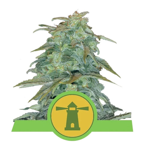 Royal Haze Automatic - Autoflowering - Royal Queen Seeds