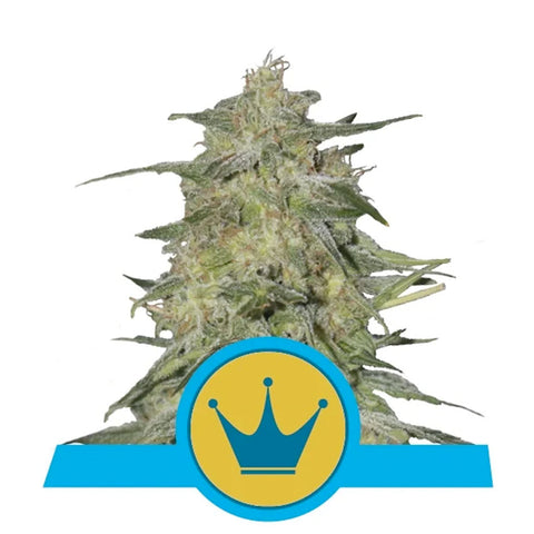 Royal Highness CBD - Feminzed - Royal Queen Seeds