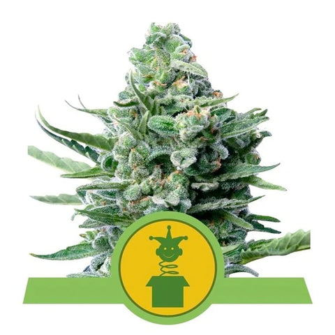Royal Jack Automatic - Feminzed & Autoflowering - Royal Queen Seeds