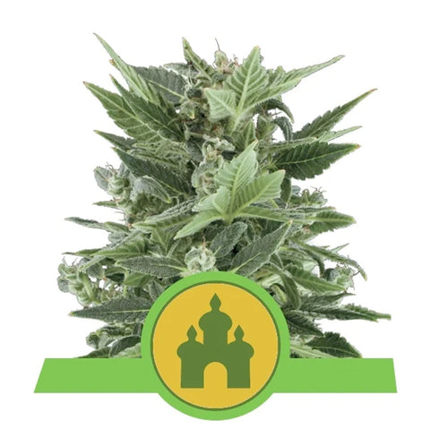 Royal Kush Automatic - Feminzed & Autoflowering - Royal Queen Seeds