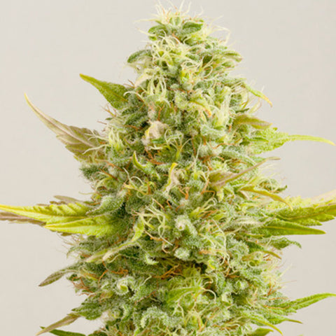 Royal Kush - Feminized - G13 Labs Seeds
