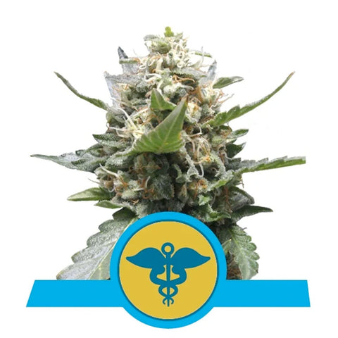 Medical Mass CBD - Feminzed - Royal Queen Seeds