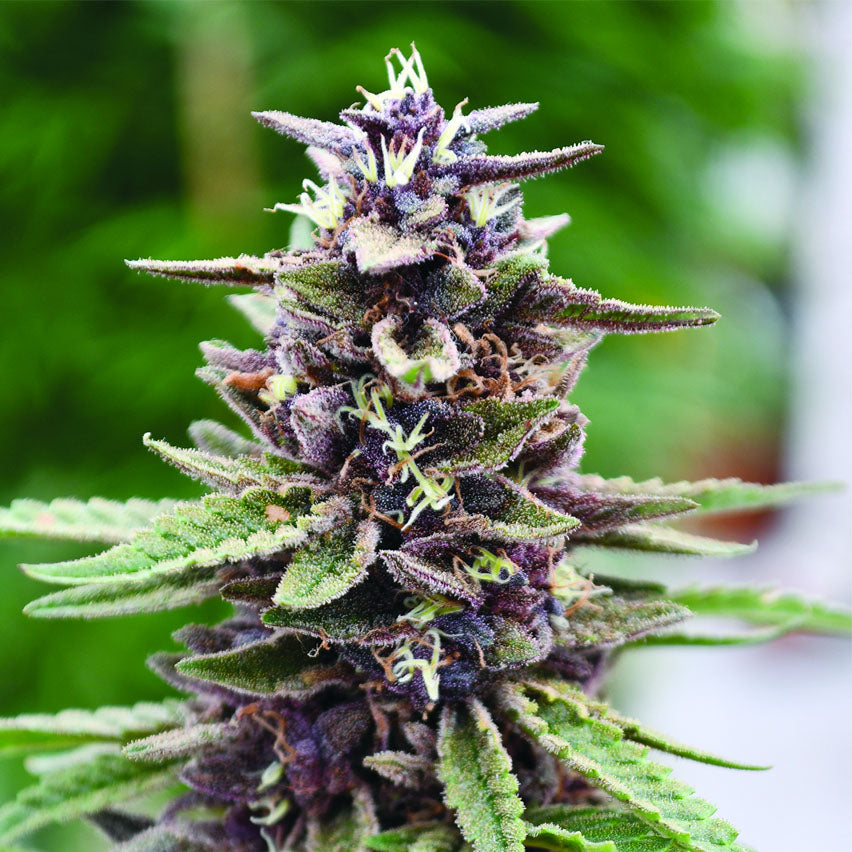 Royal Purple Kush - Feminzed - Emerald Triangle Seeds – Jersey Seed Bank