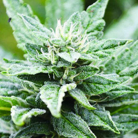 San Fernando Valley OG Kush x RPK - Feminzed - Emerald Triangle Seeds