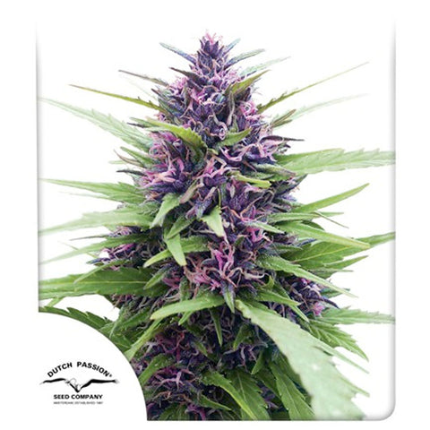 Shaman - Feminzed - Dutch Passion Seeds