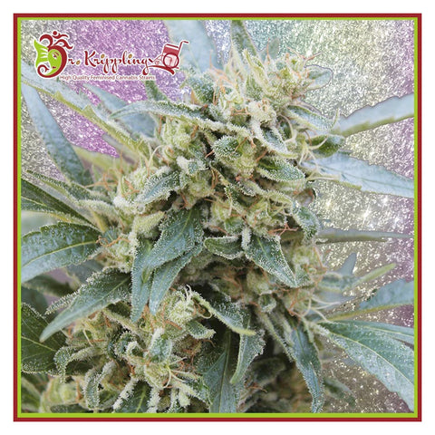Shark Infested Custard - Feminzed - Dr Krippling Seeds