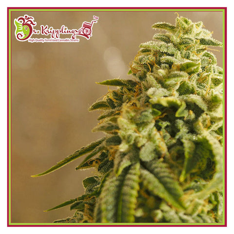 Sherbert Gorilla - Feminzed - Dr Krippling Seeds