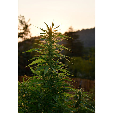 Sherbet Dip - Feminzed - Emerald Triangle Seeds