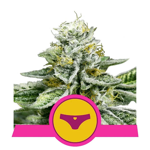 Sherbet Queen - Feminzed - Royal Queen Seeds