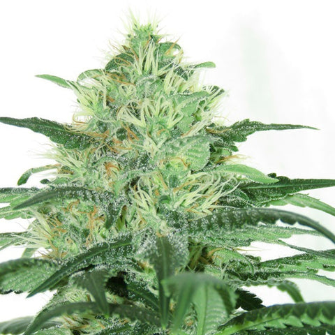 Sideral - Feminzed - Ripper Seeds